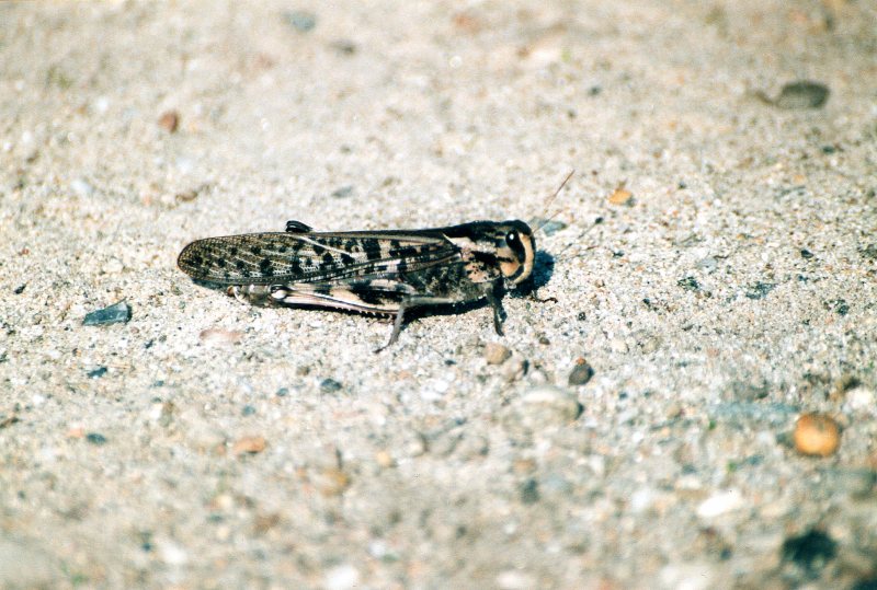 Locusta migratoria